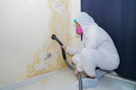 Reliable Mason, TX Mold Prevention & Removal  Solutions